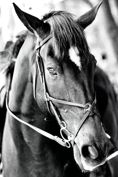 Horseback: Derby I by Susan Bryant