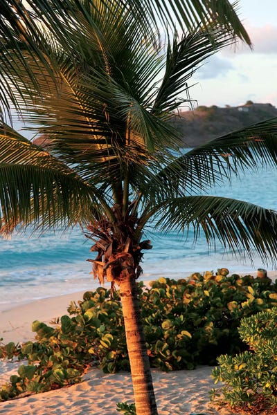 Susan Bryant: Sunset Palms I by Susan Bryant