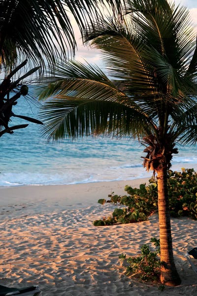 Susan Bryant: Sunset Palms II by Susan Bryant