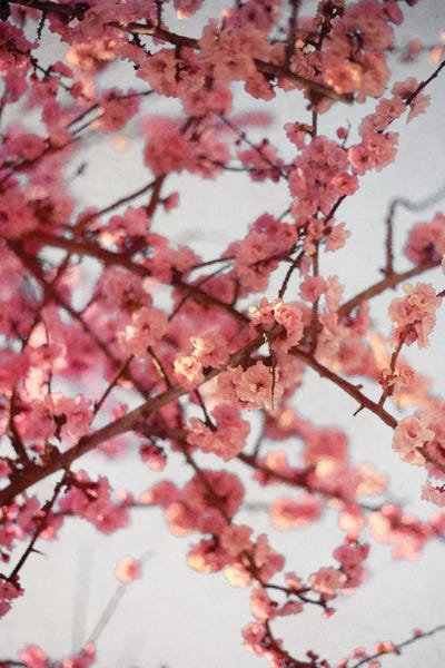 Cherry Blossoms I by Susan Bryant framed canvas print