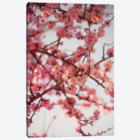 Cherry Blossoms I Canvas Print #SBT54} by Susan Bryant Canvas Art