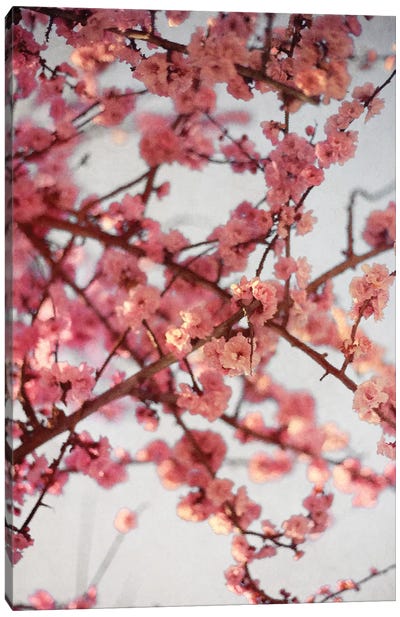 Cherry Blossoms I Canvas Art Print - Cherry Blossom Art
