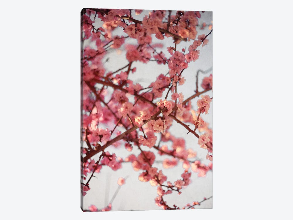 Cherry Blossoms I by Susan Bryant 1-piece Canvas Print