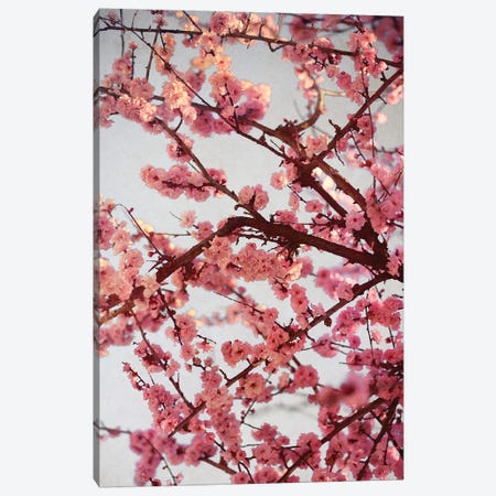 Cherry Blossoms II Canvas Print #SBT55} by Susan Bryant Canvas Art