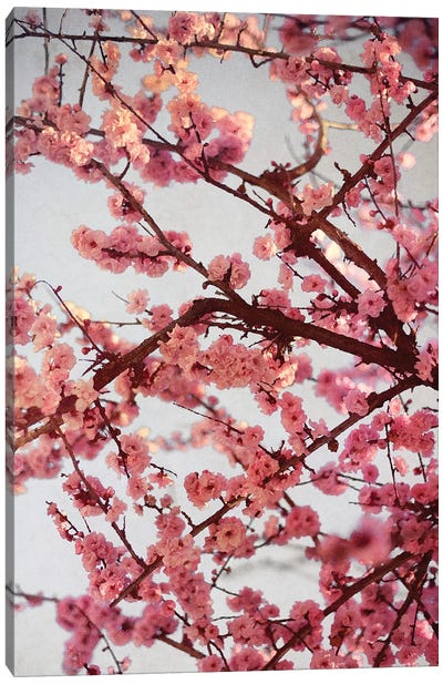 Cherry Blossoms II Canvas Art Print - Cherry Blossom Art