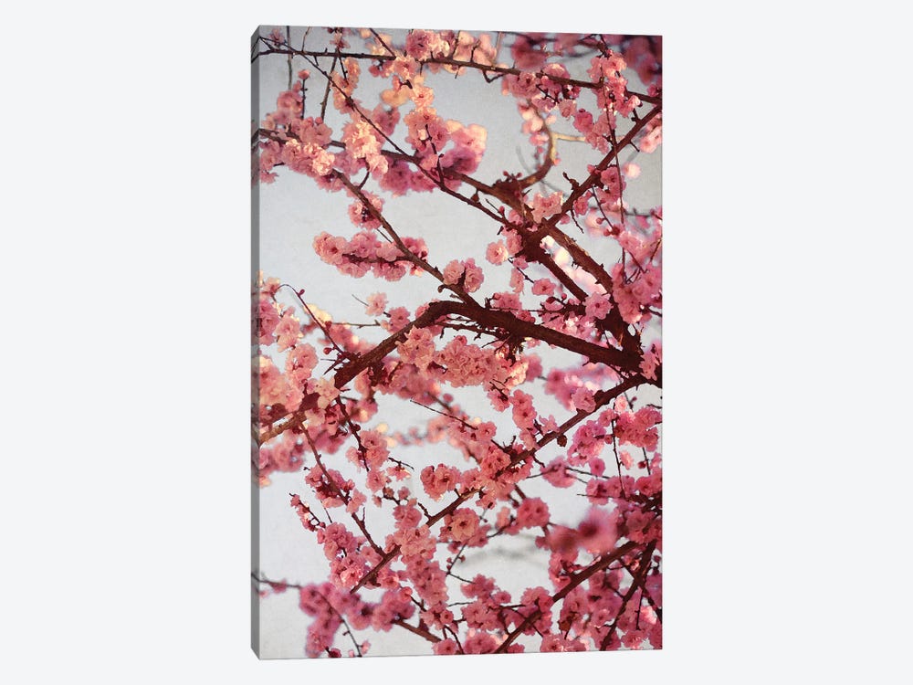 Cherry Blossoms II by Susan Bryant 1-piece Canvas Art