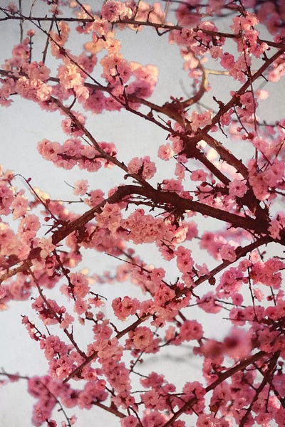 Cherry Blossoms: Cherry Blossoms II by Susan Bryant