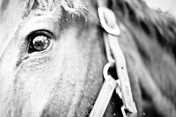 Susan Bryant: Horseback Riding by Susan Bryant