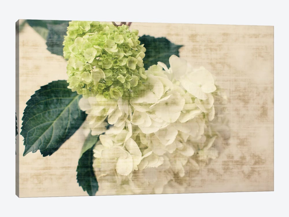 Hydrangeas I by Susan Bryant 1-piece Canvas Print