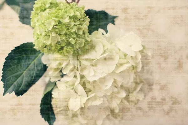 Hydrangeas: Hydrangeas I by Susan Bryant