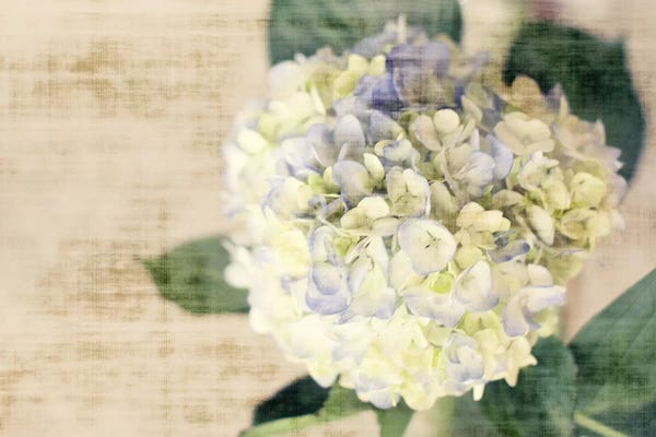 Hydrangeas: Hydrangeas II by Susan Bryant
