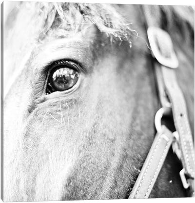 In The Stable I Canvas Art Print