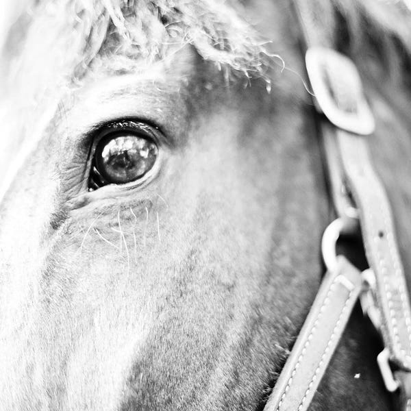 Susan Bryant: In The Stable I by Susan Bryant