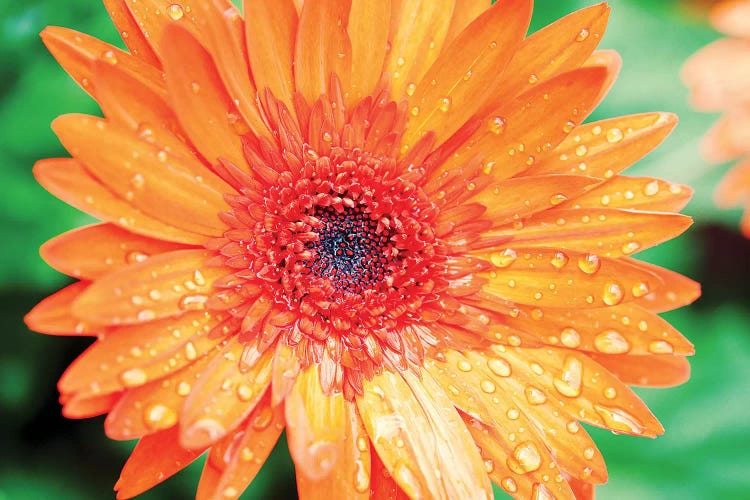 Orange Gerbera