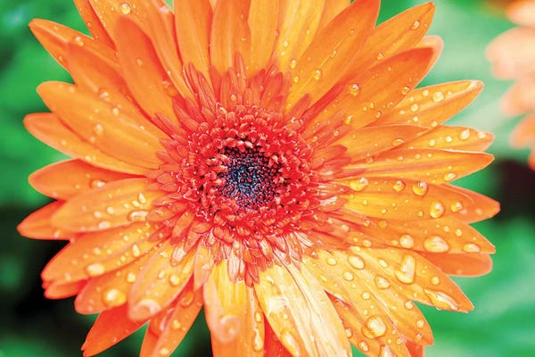 Daisies: Orange Gerbera by Susan Bryant