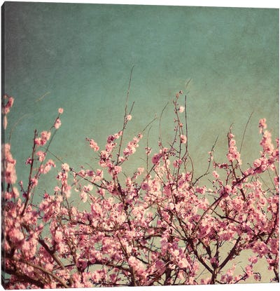 Springtime II Canvas Art Print