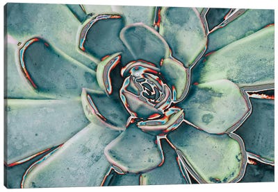 Teal Succulent Canvas Art Print