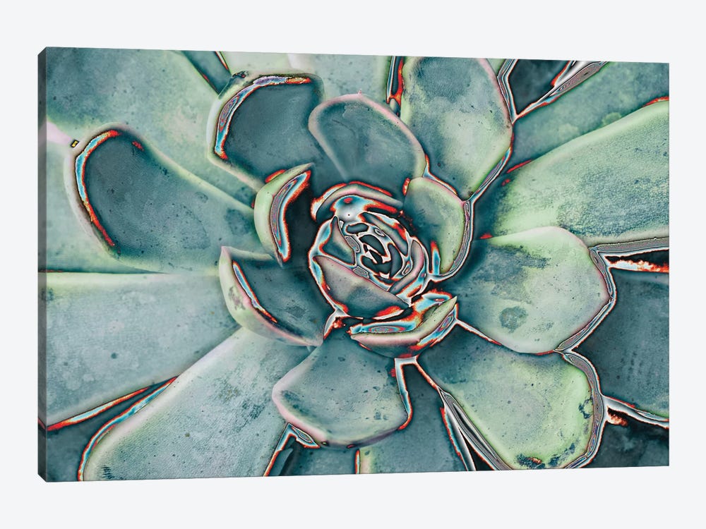 Teal Succulent by Susan Bryant 1-piece Art Print