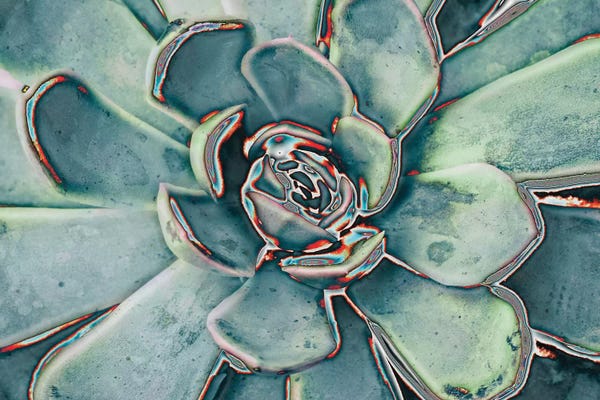 Susan Bryant: Teal Succulent by Susan Bryant
