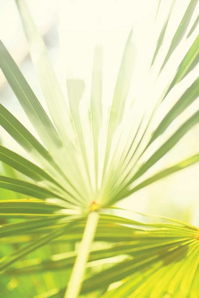 Susan Bryant: Among Palms I by Susan Bryant