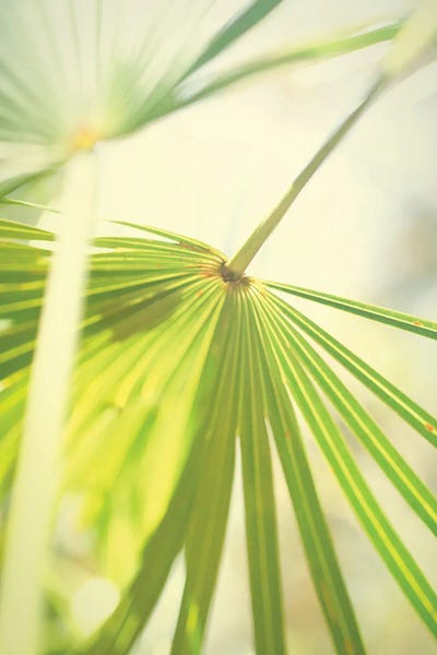 Susan Bryant: Among Palms II by Susan Bryant