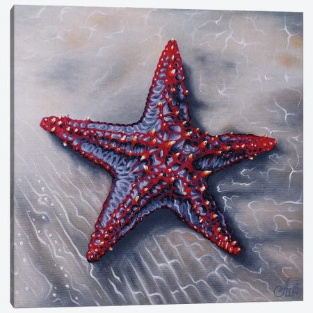 Starfish Canvas Print #SBV32} by Anna Shabalova Art Print