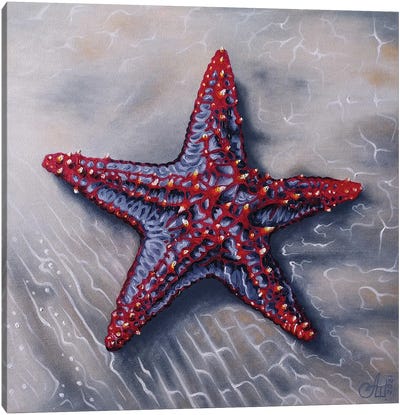 Starfish Canvas Art Print - Anna Shabalova