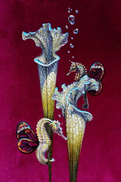 Seahorses: Curiosity Trap II by Anna Shabalova