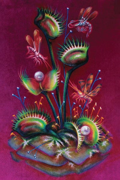 Fine Art Print: Curiosity Trap by Anna Shabalova