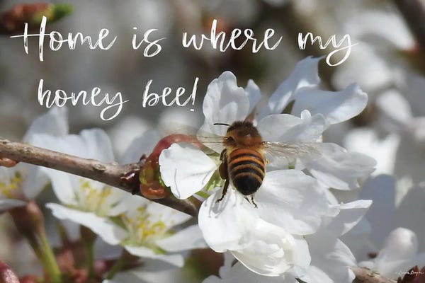 Susie Boyer: Home Is Where My Honey Bee! by Susie Boyer