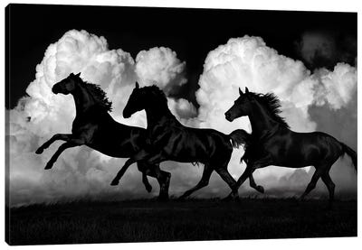 Wild Horses Canvas Art Print - Black & Dark Art