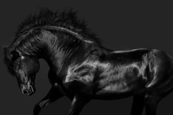 Black & White Animal Art: Black On Black by Samantha Carter