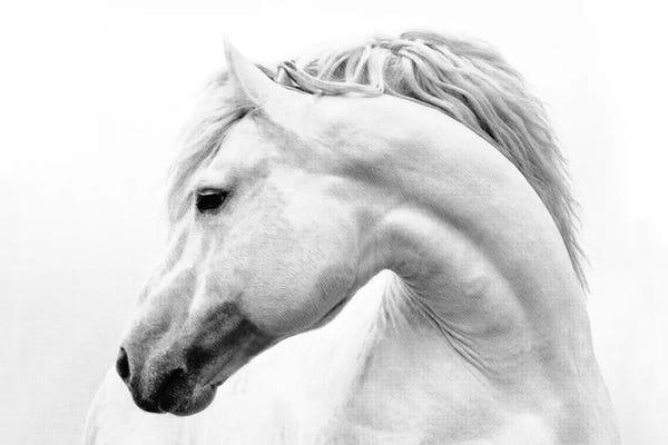 Black & White Animal Art: Head Turner by Samantha Carter