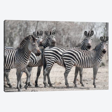 Curious Zebras Canvas Print #SCB16} by Scott Bennion Art Print