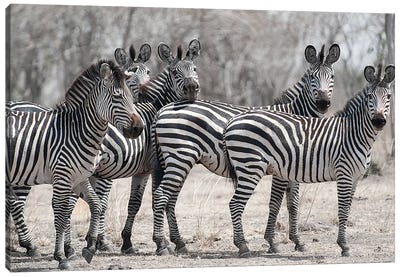 Curious Zebras Canvas Art Print - Scott Bennion