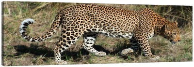 Leopard Hunting Canvas Art Print