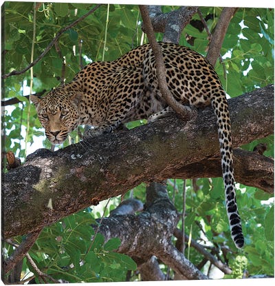 Leopard In A Tree Canvas Art Print