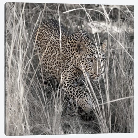 Leopard In The Grass Canvas Print #SCB34} by Scott Bennion Canvas Art Print
