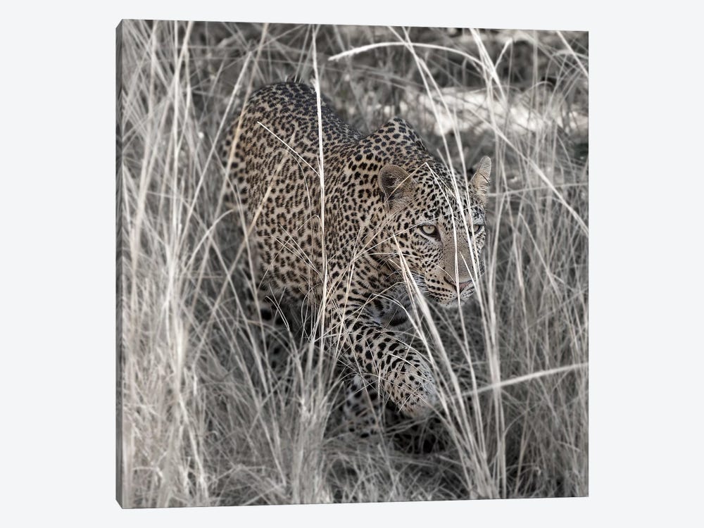 Leopard In The Grass by Scott Bennion 1-piece Canvas Art