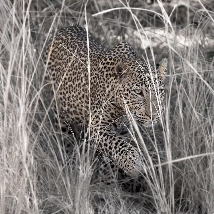 Leopard In The Grass