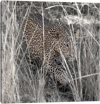 Leopard In The Grass Canvas Art Print - Scott Bennion