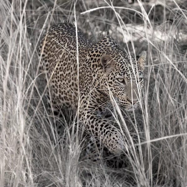 Scott Bennion: Leopard In The Grass by Scott Bennion