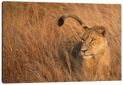 Lion In Tall Grass Canvas Art Print - Scott Bennion