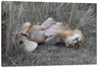 Lion On his back Canvas Art Print - Scott Bennion