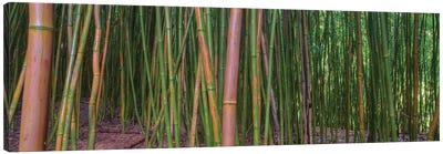 Bamboo Canvas Art Print
