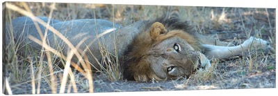 Napping With Open Eyes Canvas Art Print - Scott Bennion