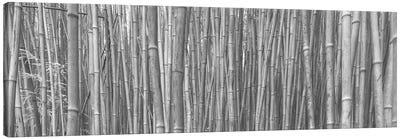 Bamboo Forest Canvas Art Print - Tree Close-Up Art