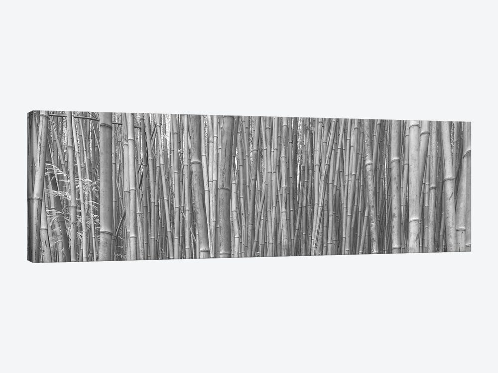 Bamboo Forest by Scott Bennion 1-piece Canvas Print