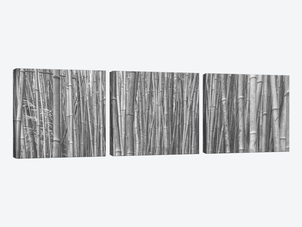 Bamboo Forest by Scott Bennion 3-piece Canvas Art Print