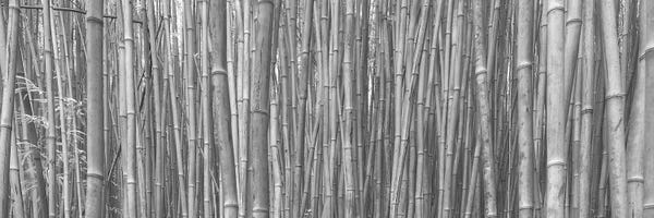 Bamboo: Bamboo Forest by Scott Bennion